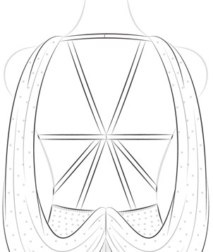 Add Straps