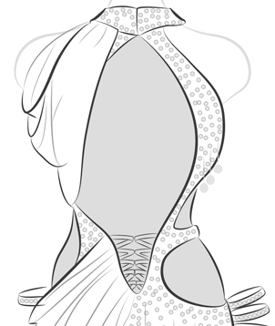 Add Mesh Covering