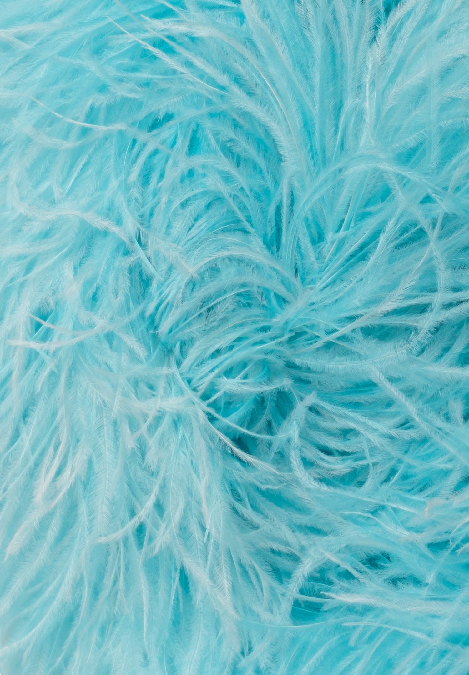Chrisanne Clover Pure Ostrich Lux 6 Ply Boa | Danceshopper