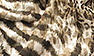 Animal Print