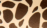 02 Sand/Brown