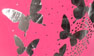 Pink-Silver Butterfly