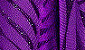 Purple Fern