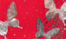 Red-Silver Butterfly