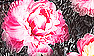 03 Peony Print
