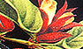 04 Lotus Print