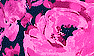 Navy/Pink