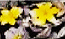 Black_Yellow