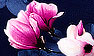 Navy/Pink