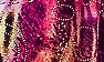 Leopard Amazon