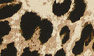Leopard_Print__Fringe_Length_18cm_