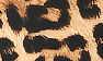 Brown Leopard
