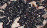 Black Lace