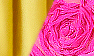 Buttercup / Fuchsia Lace