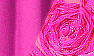 Fuchsia / Fuchsia Lace