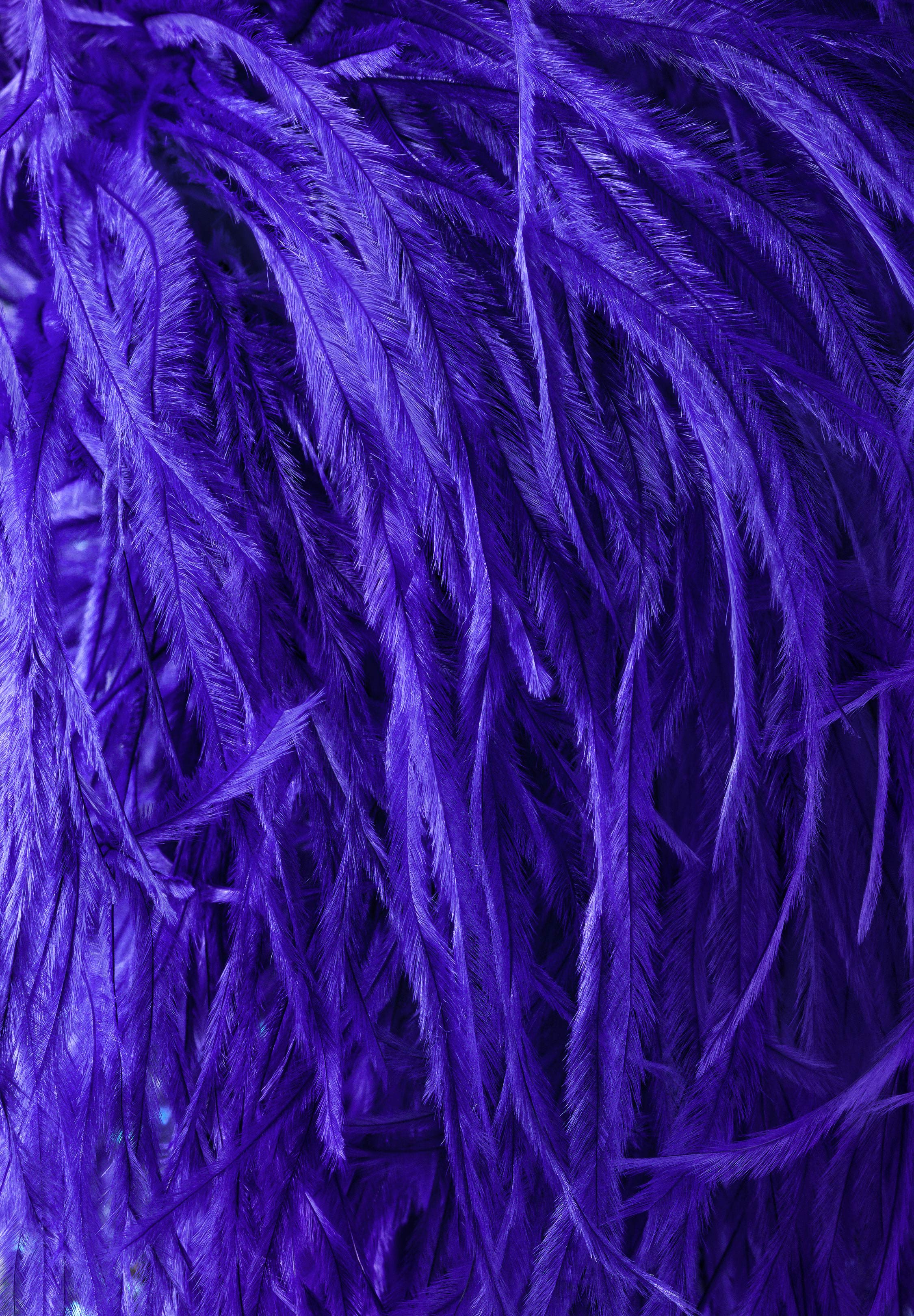 クリスアンクローバー製　オーストリッチ　パープル Chrisanne Clover Ostrich Feather Fringe | Danceshopper