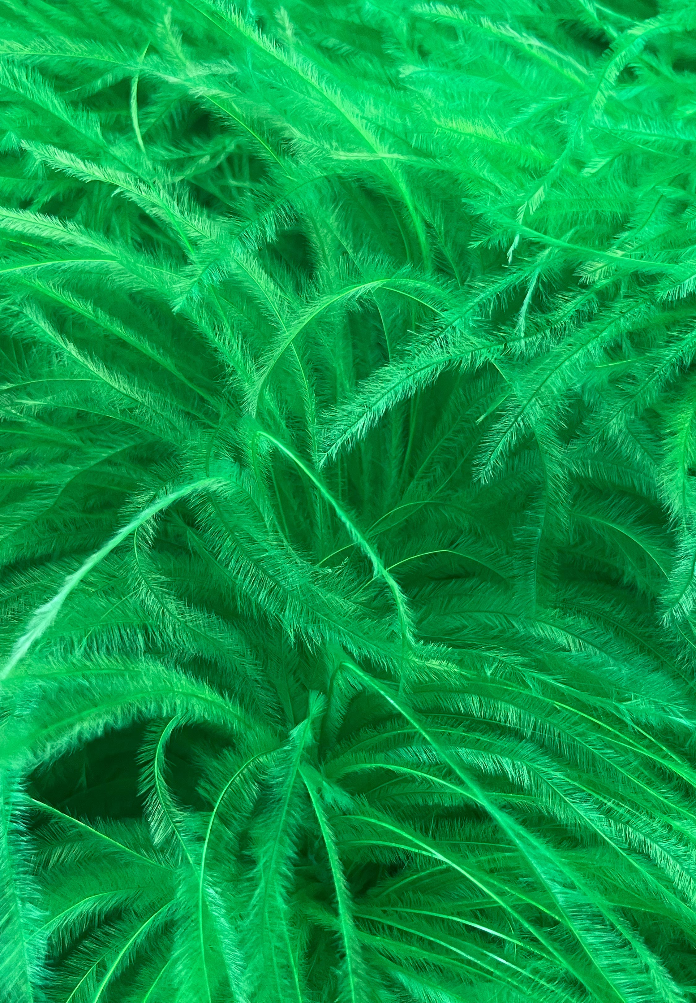 Apple_Green