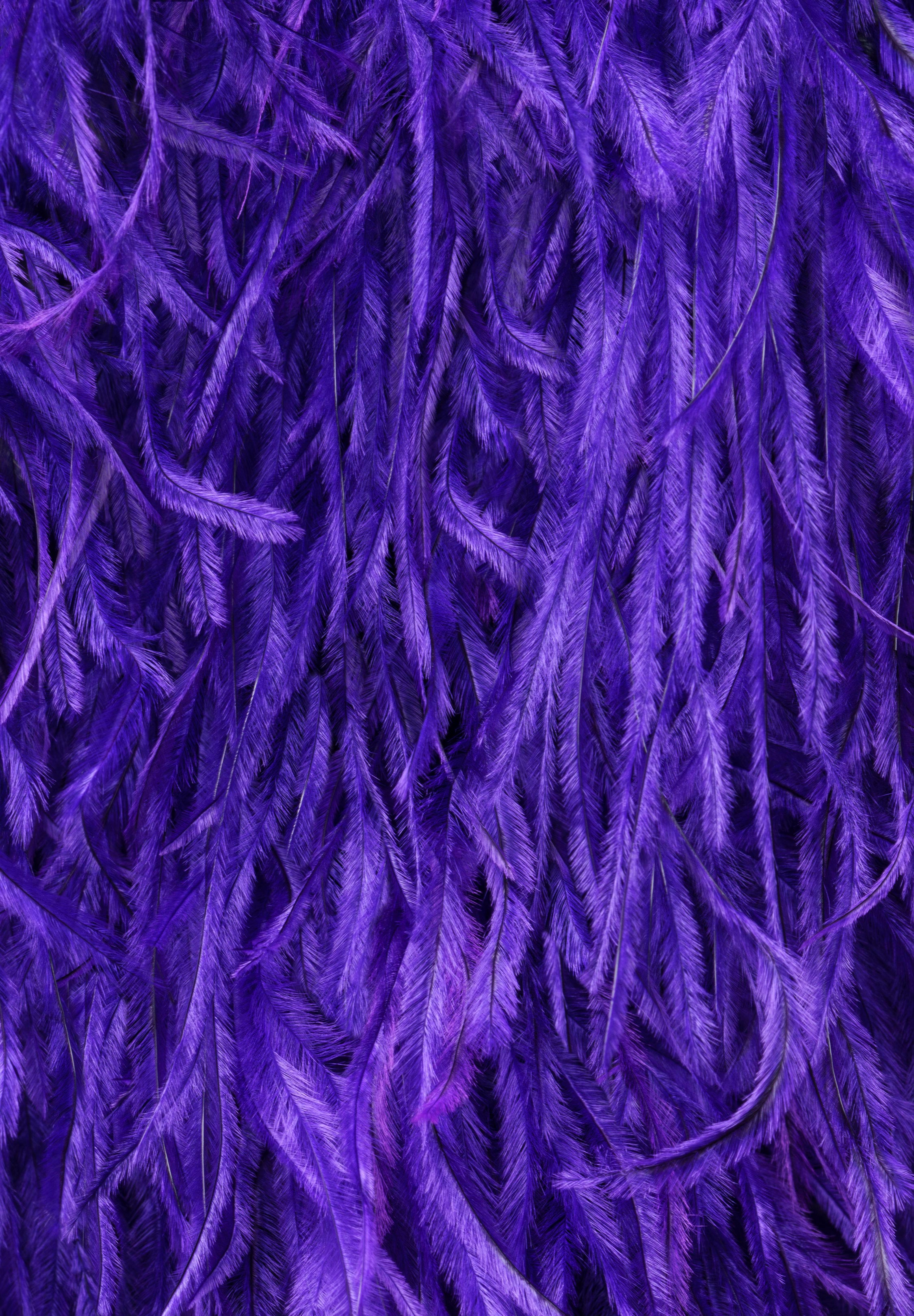 Purple_Rain