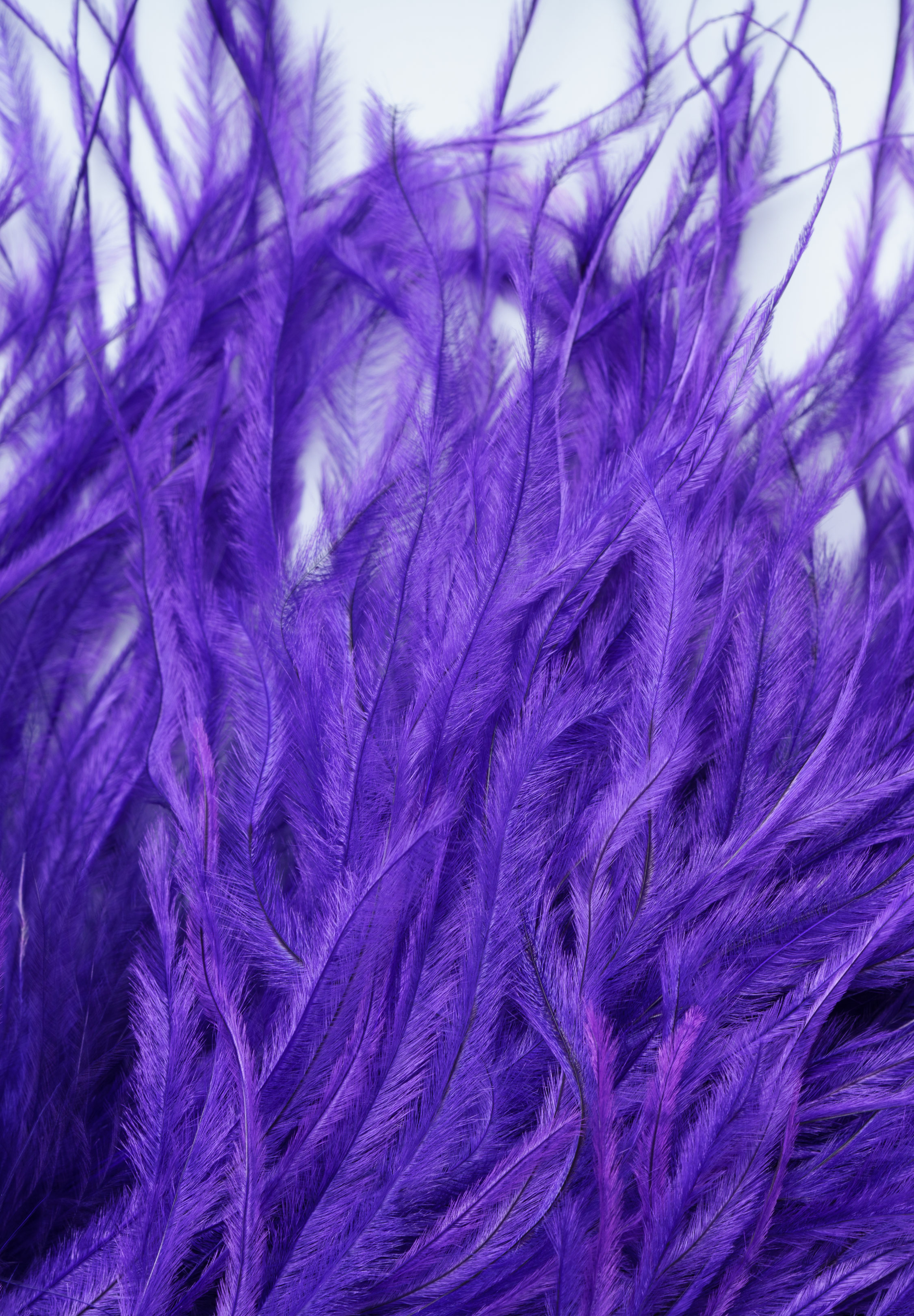 Purple_Rain