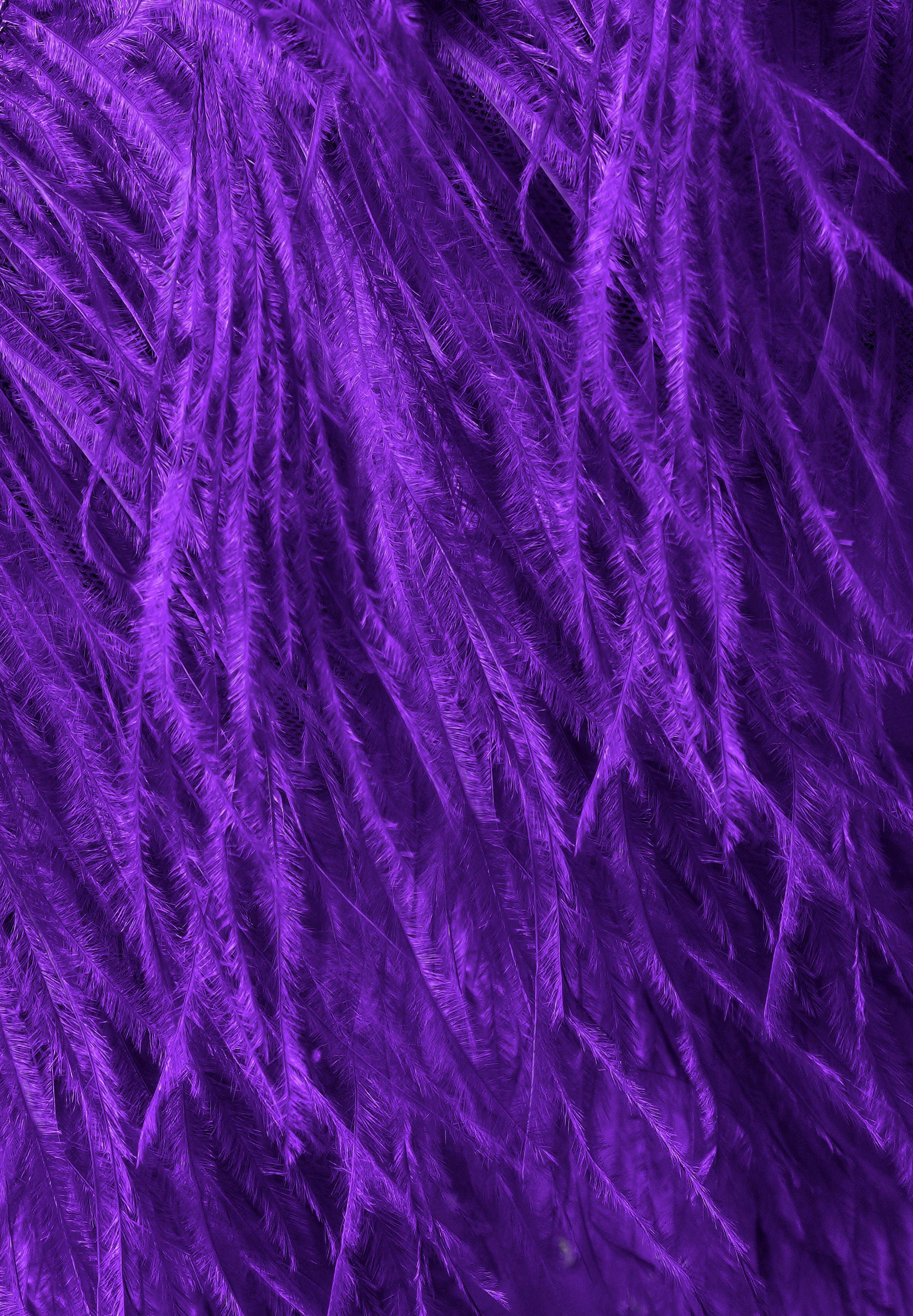 Purple_Rain