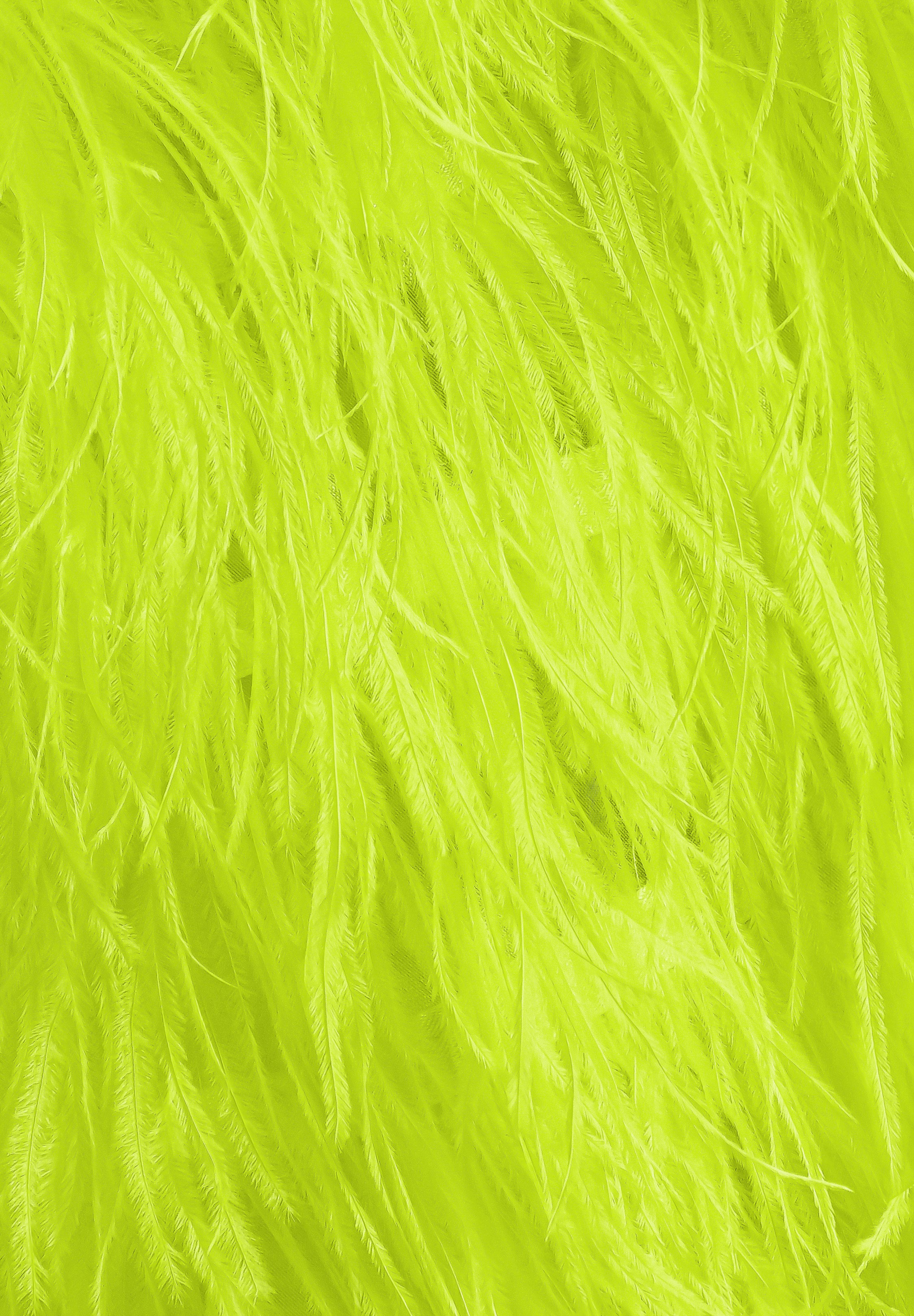 Tropic_Lime