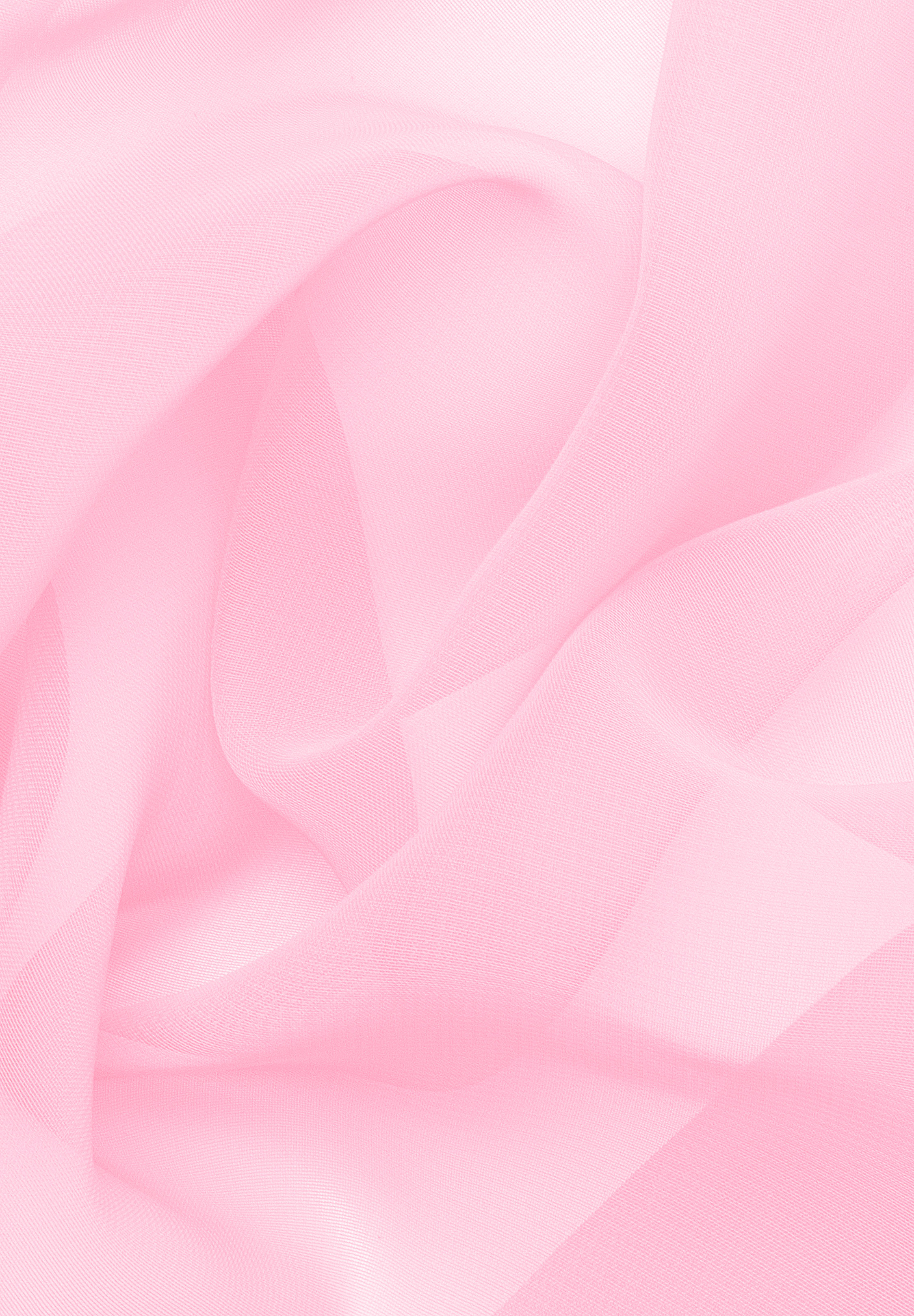 Carnation