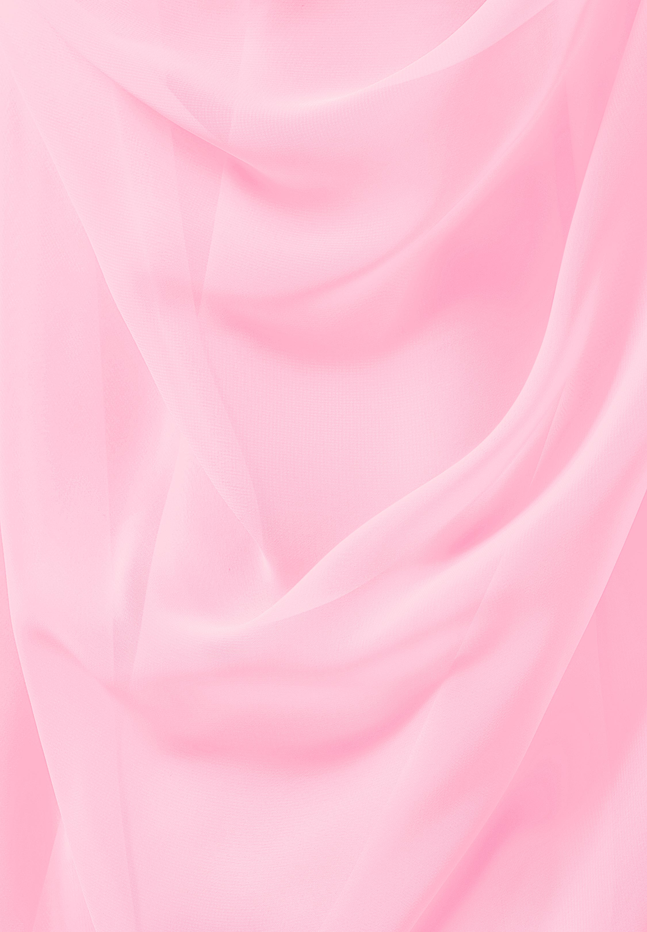 Carnation