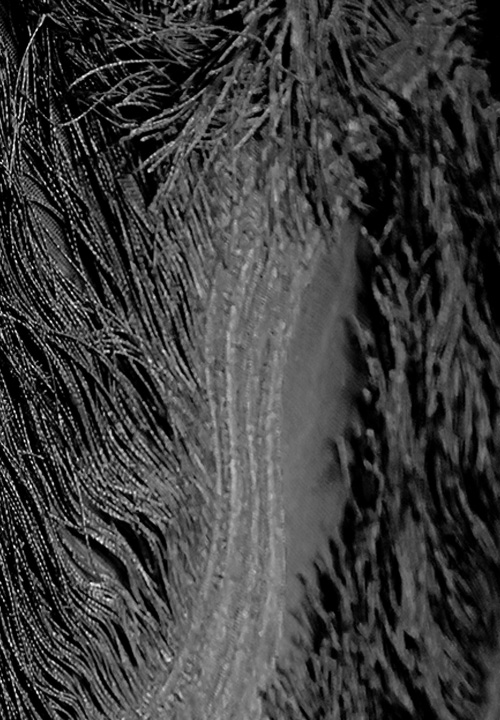 Chrisanne Clover Scalloped All Over Fringe On Net