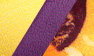 Yellow/Purple/Multicolor Floral