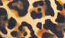 Leopard Big Spot