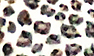 White Leopard