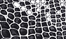 Black/White Printed Python