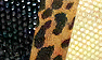Platinum Fish/Black Fish Leopard