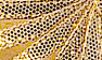 Fish Gold