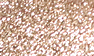 Powder Sl08/Powder Patent