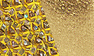 Gold Rainbow/Gold Coag