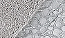 Perl Silver/White-Silver Nappa